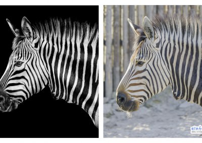 Zebra - Making of - Zoo Landau